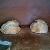 This bread recipe substitutes 1 cup of unbleached white flour for 1 cup of light rye flour.